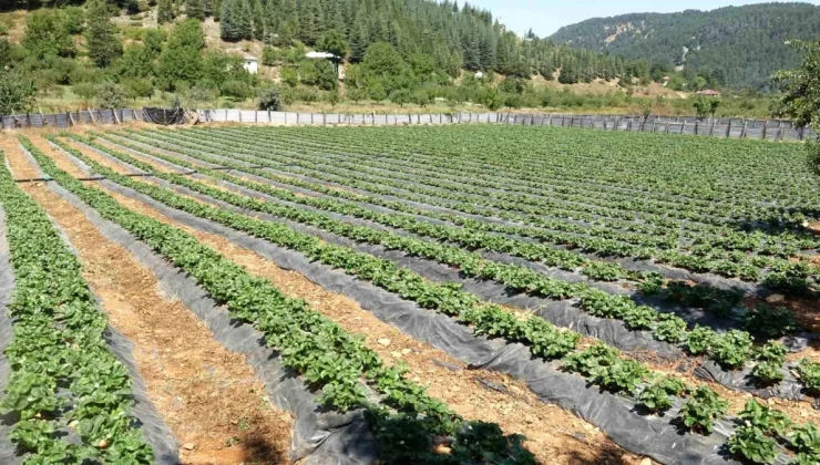 Depremzede Kadınlar Çilek Üretimiyle Hem Üretiyor Hem Uzaklaşıyor