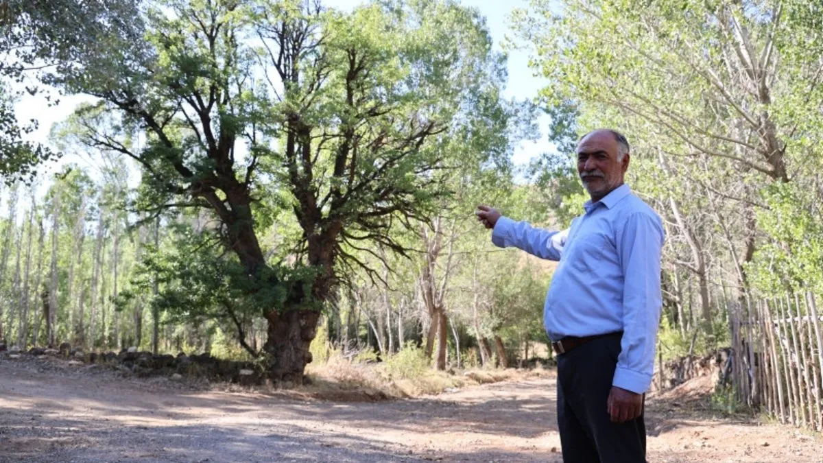 Bu ağaç tam 400 yıllık: Dokunmaya bile korkuyorlar!