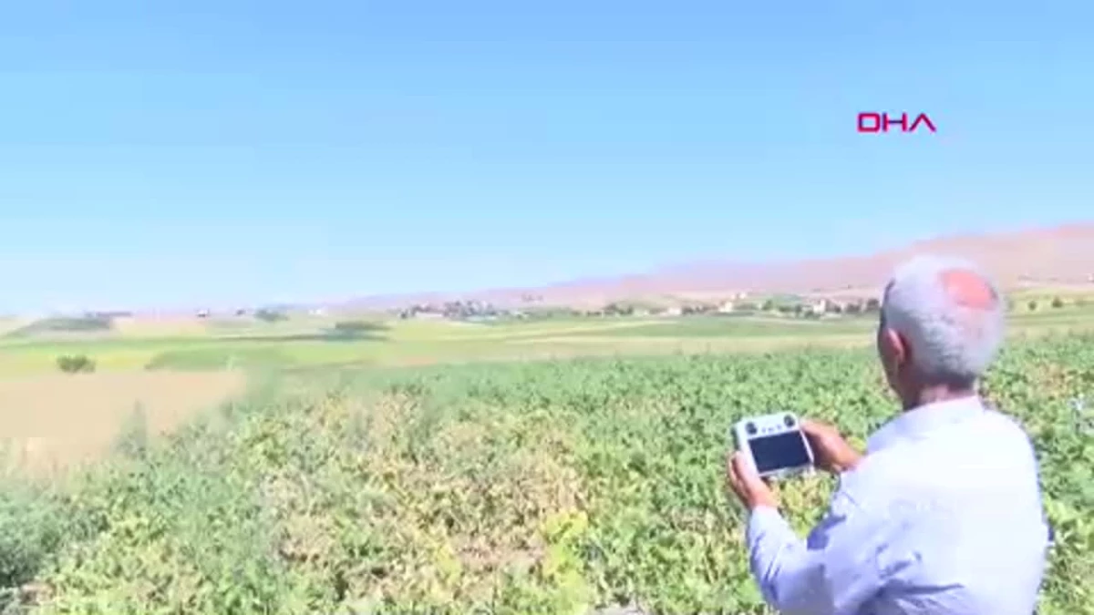 Çiftçiler, yaban domuzlarıyla mücadelede dron kullanıyor