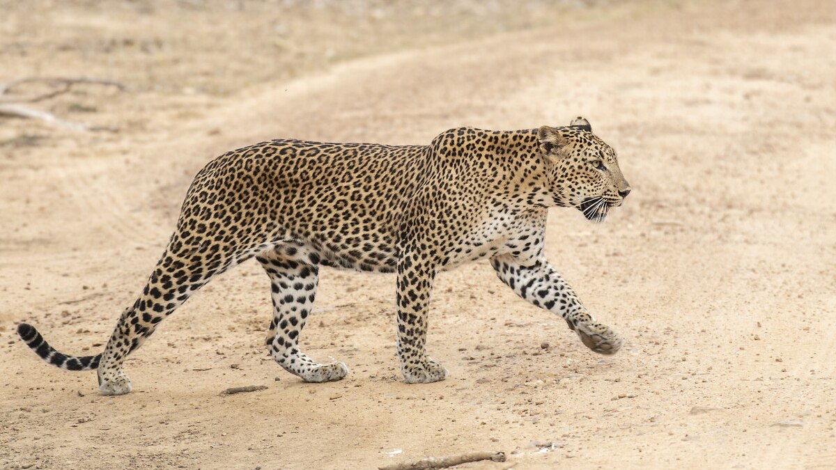 Hindistan’da leopar küçük çocuğu parçaladı