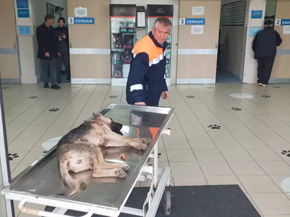 Yaralı Köpek Hastaneye Kaldırıldı